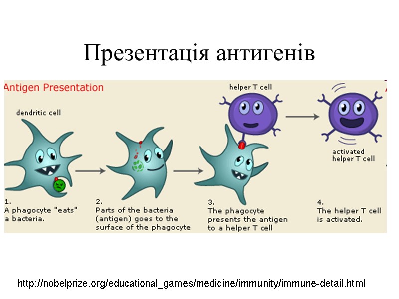 Презентація антигенів http://nobelprize.org/educational_games/medicine/immunity/immune-detail.html